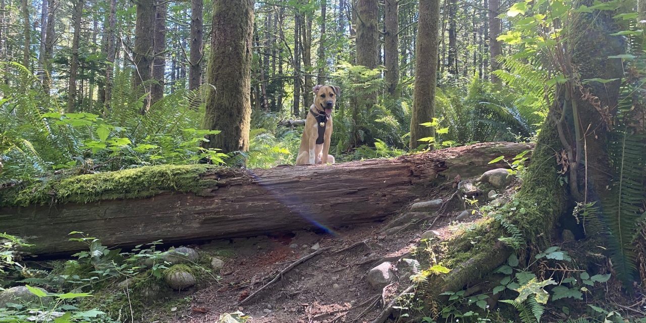 How To Train a Trail Dog (Advice From Someone Who Doesn’t Know What They’re Doing)